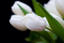 Obraz Tulipány z Holandska 1756